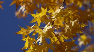 秋季金色枫叶金色的秋天