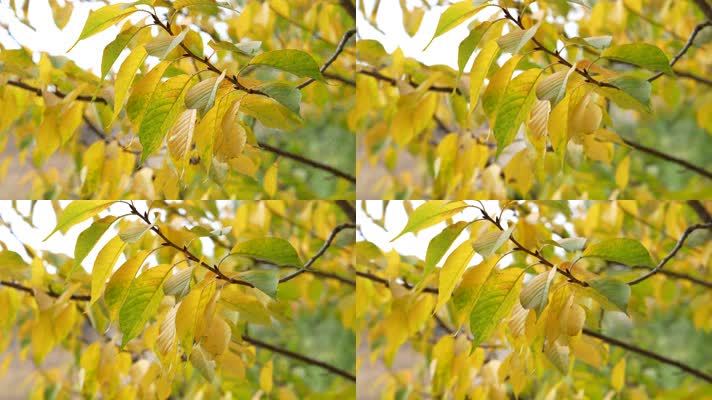 秋季叶子黄秋天