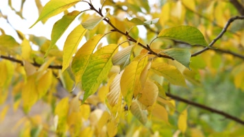 秋季叶子黄秋天