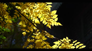 秋季金色枫叶金色的秋天