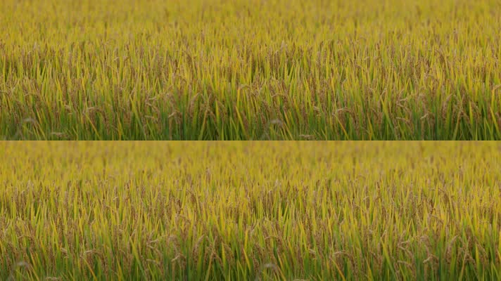 水稻小麦37