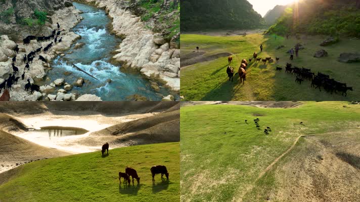 4K航拍广西更望湖草原牛羊