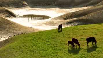 4K航拍广西更望湖草原牛羊