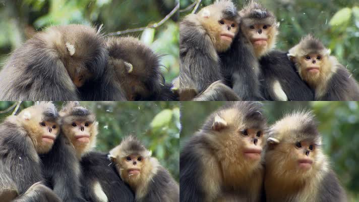 金丝猴靠在一起取暖