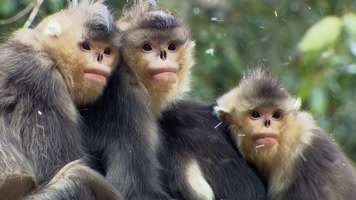 金丝猴靠在一起取暖 金丝猴靠在一起取暖