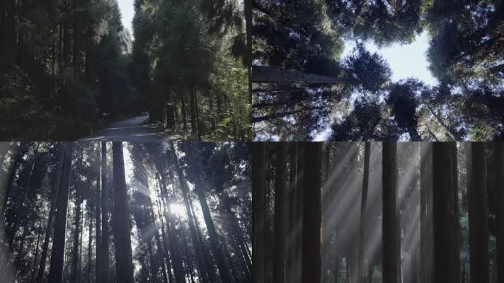 深山树林空镜头