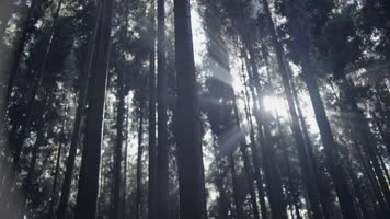深山树林空镜头