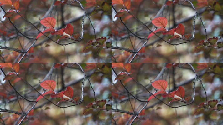 秋天红叶意境背景素材