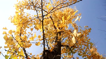 银杏树转动西安的秋天  秋色