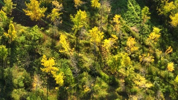 4K航拍秋季妥乐银杏村风光