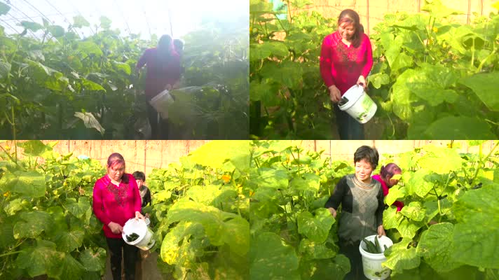农村妇女在大棚里摘黄瓜蔬菜大棚