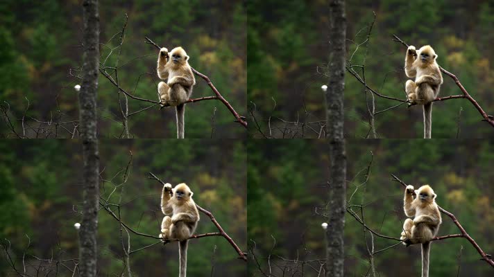 金丝猴坐在树枝上