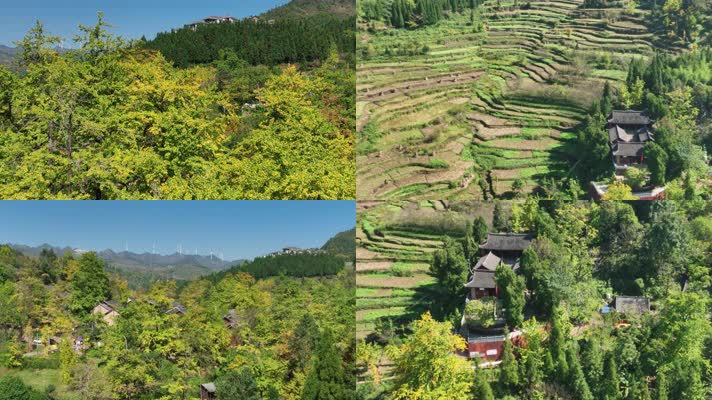 4K航拍妥乐银杏村秋季美景