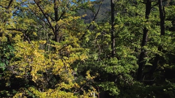 4K航拍妥乐银杏村风光