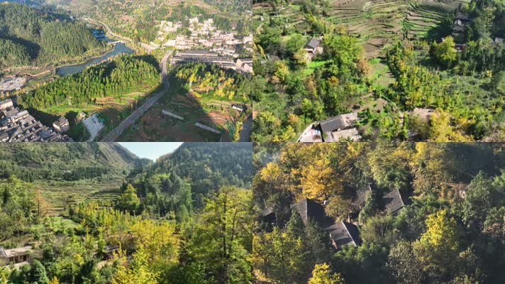 4K航拍秋季妥乐银杏村风光