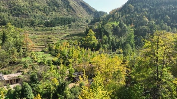 4K航拍秋季妥乐银杏村风光