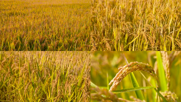 4K高清唯美农场成熟水稻丰收金灿灿的水稻