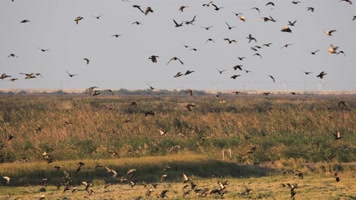上海长江口湿地保护区成群野鸭飞翔