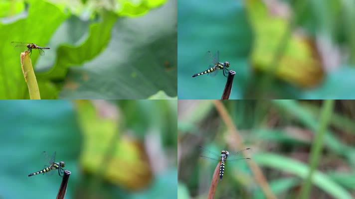 高清蜻蜓视频