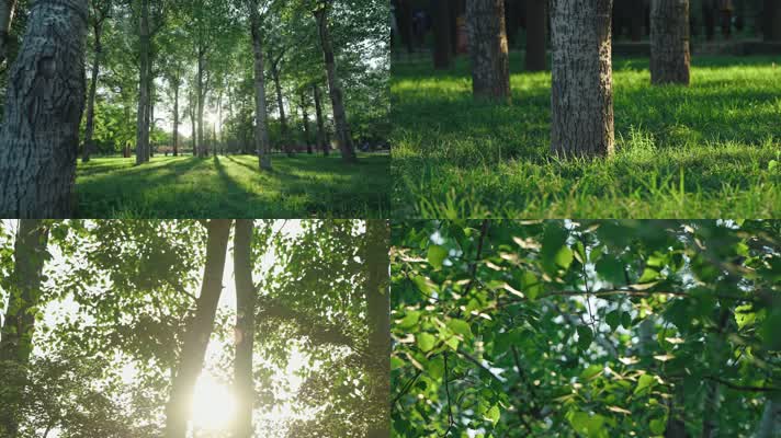 4K户外阳光树林光影感受自然草地唯美
