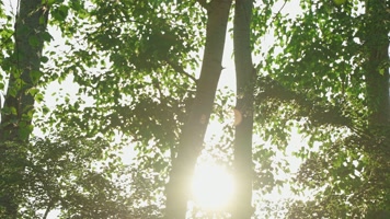 4K户外阳光树林光影感受自然草地唯美