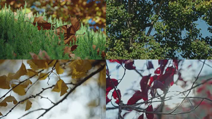 秋天落叶银杏金黄阳光飘落树叶枫叶红叶黄叶