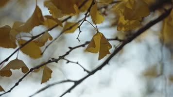 秋天落叶银杏金黄阳光飘落树叶枫叶红叶黄叶