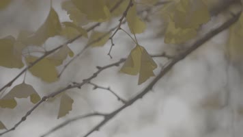 秋天落叶银杏金黄阳光飘落树叶枫叶红叶黄叶 秋天落叶银杏金黄阳光飘落树叶枫叶红叶黄叶