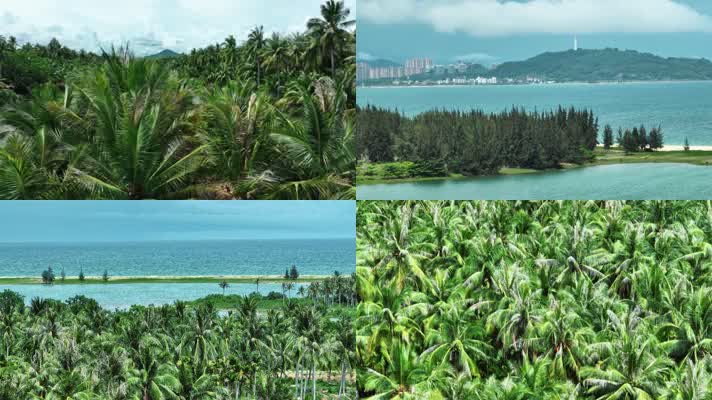 夏天海边棕榈树林椰子树河流大海大自然风光