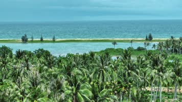 夏天海边棕榈树林椰子树河流大海大自然风光