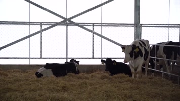 奶牛养殖场车间小牛犊养牛场