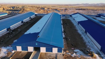 现代化奶牛养殖场航拍奶牛成群