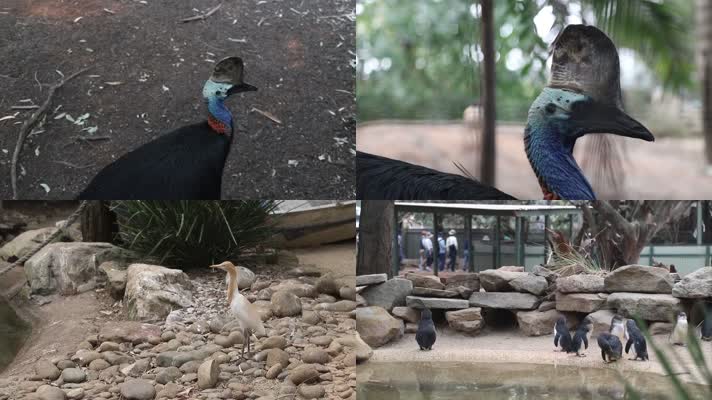旅游旅行动物园多种热带鸟类