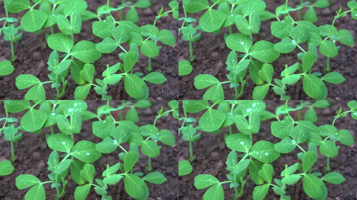 4K雨中的豌豆尖茁壮生长绿色农作物