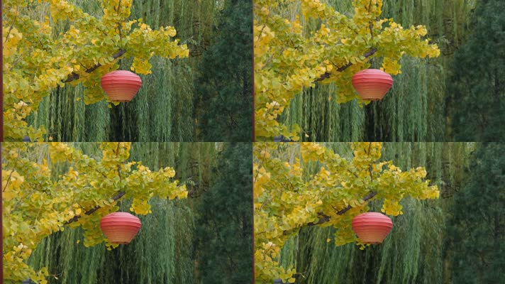 挂着红灯笼的金黄银杏树