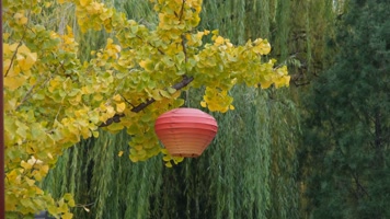 挂着红灯笼的金黄银杏树