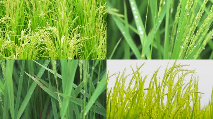 风光农业种植 稻田麦穗大米