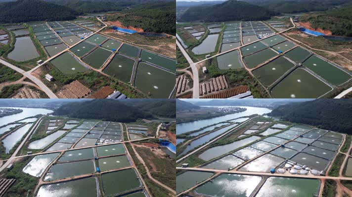 渔场 养殖鱼 生态鱼养殖基地