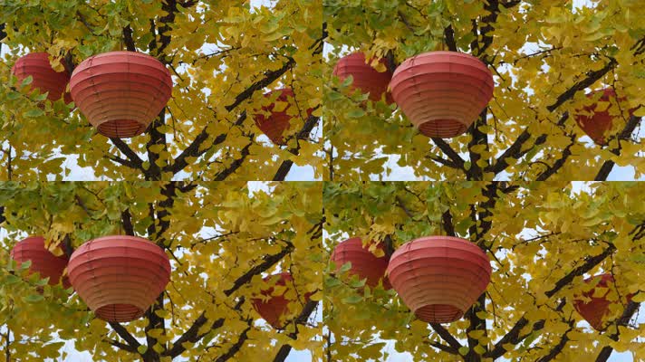 挂着红灯笼的金黄银杏树