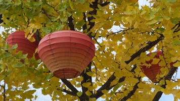 挂着红灯笼的金黄银杏树