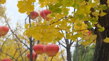 挂着红灯笼的金黄银杏树