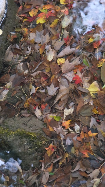 秋天小溪中五彩斑斓的落叶