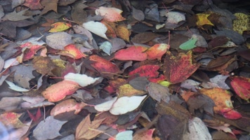 秋天小溪中五彩斑斓的落叶