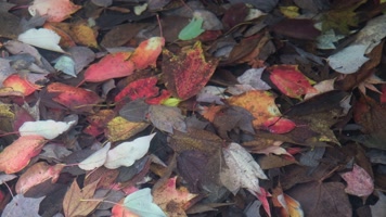 秋天小溪中五彩斑斓的落叶