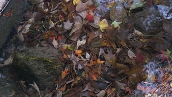 秋天小溪中五彩斑斓的落叶