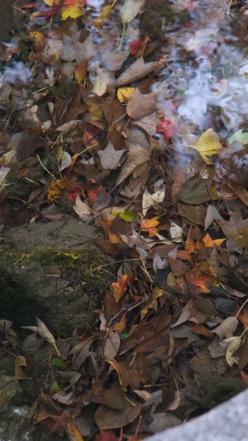 秋天小溪中五彩斑斓的落叶