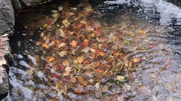 秋天小溪中五彩斑斓的落叶