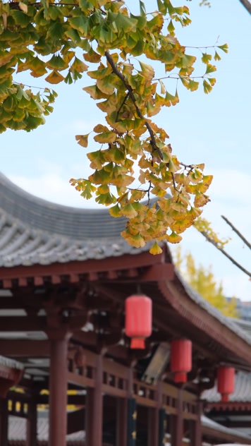 微风中的金黄银杏树和古建