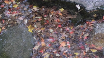 秋天小溪中五彩斑斓的落叶