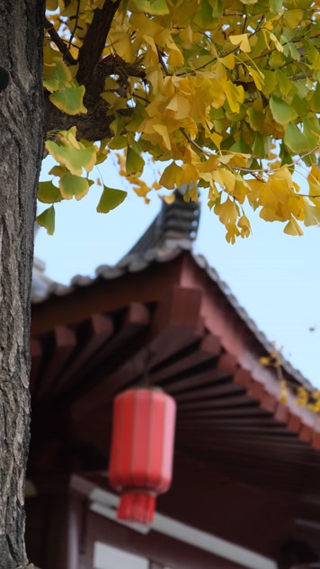 微风中的金黄银杏树和古建